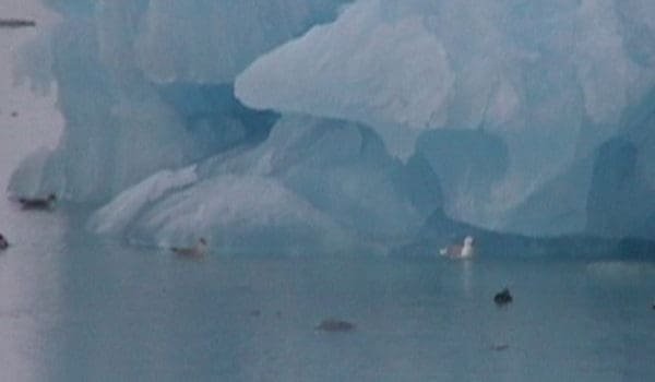 Havis, Svalbard