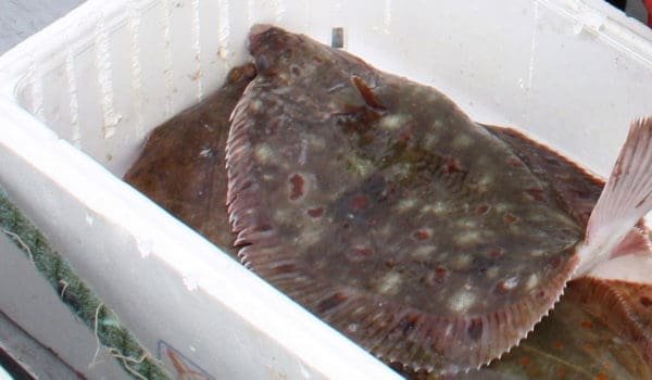Flyndre i fiskekasse