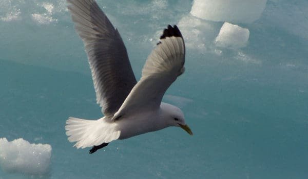 Måke i luften på Svalbard