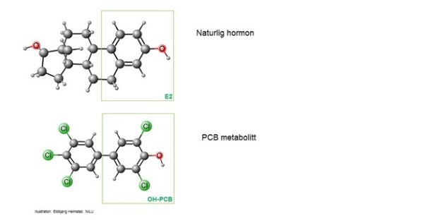 Figur som viser strukturlikhet mellom en PCB metabolitt og det kvinnelige hormonet østradiol E2