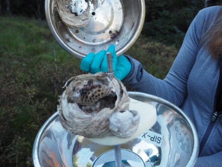 An UFO with wasp occupants at Furuneset. Fortunately for Helene and Ingjerd, this was not one of the UFOs they dealt with themselves, but assisting scientist Maja was startled when she opened it! 