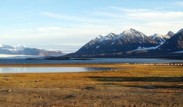 Vårmarksområder, Svalbard