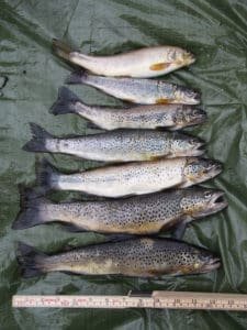 Fisk fra Storvannet. Forskerne tok lever- og muskelprøver fra fisken, i tillegg til kloakk-, sediment- og vannprøver og prøver fra fiskenes føde.